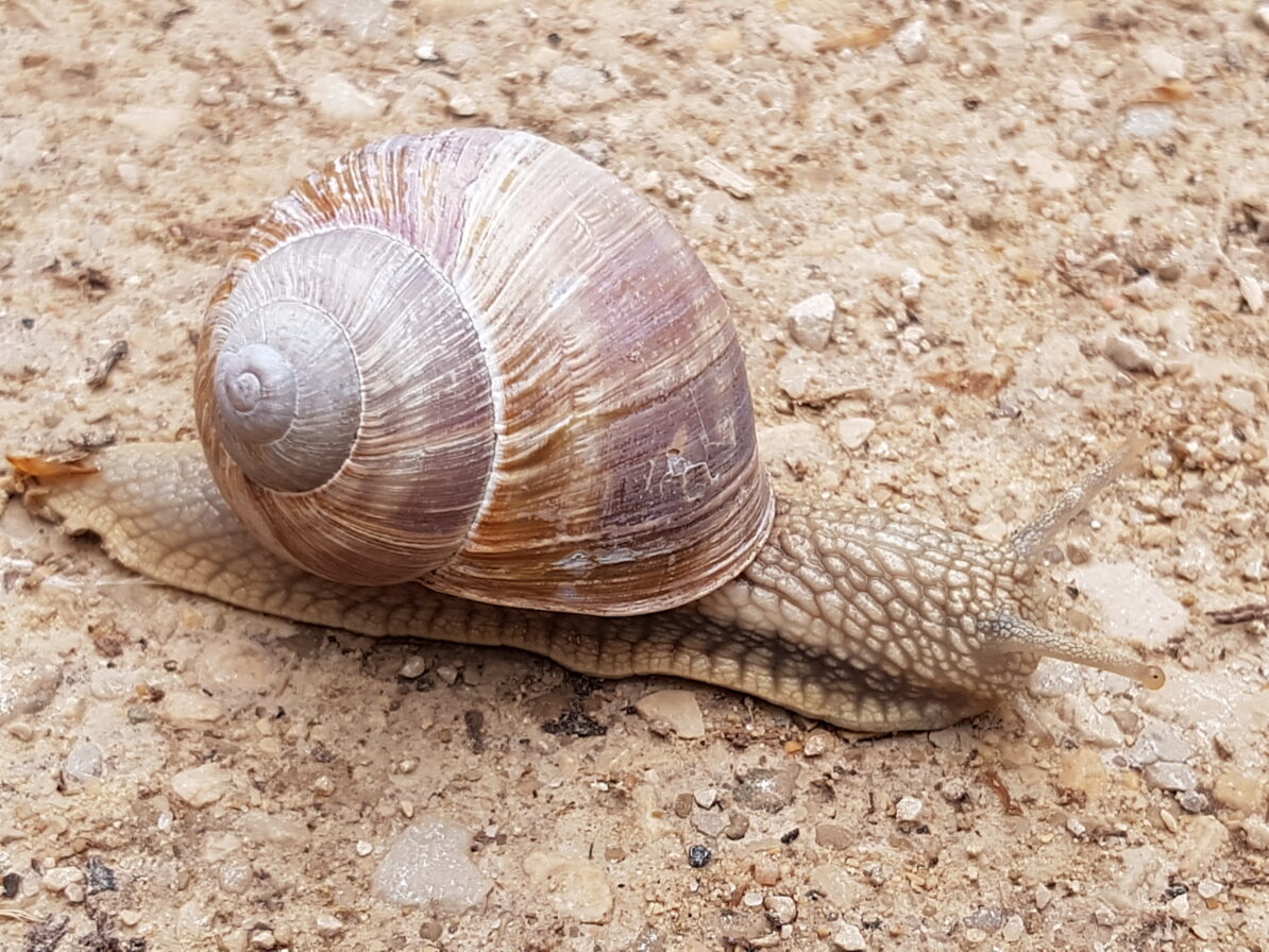 Eine Schnecke als Symbol für die kleinste Schule der Welt