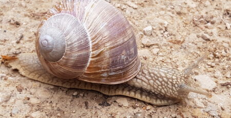 Eine Schnecke als Symbol für die kleinste Schule der Welt